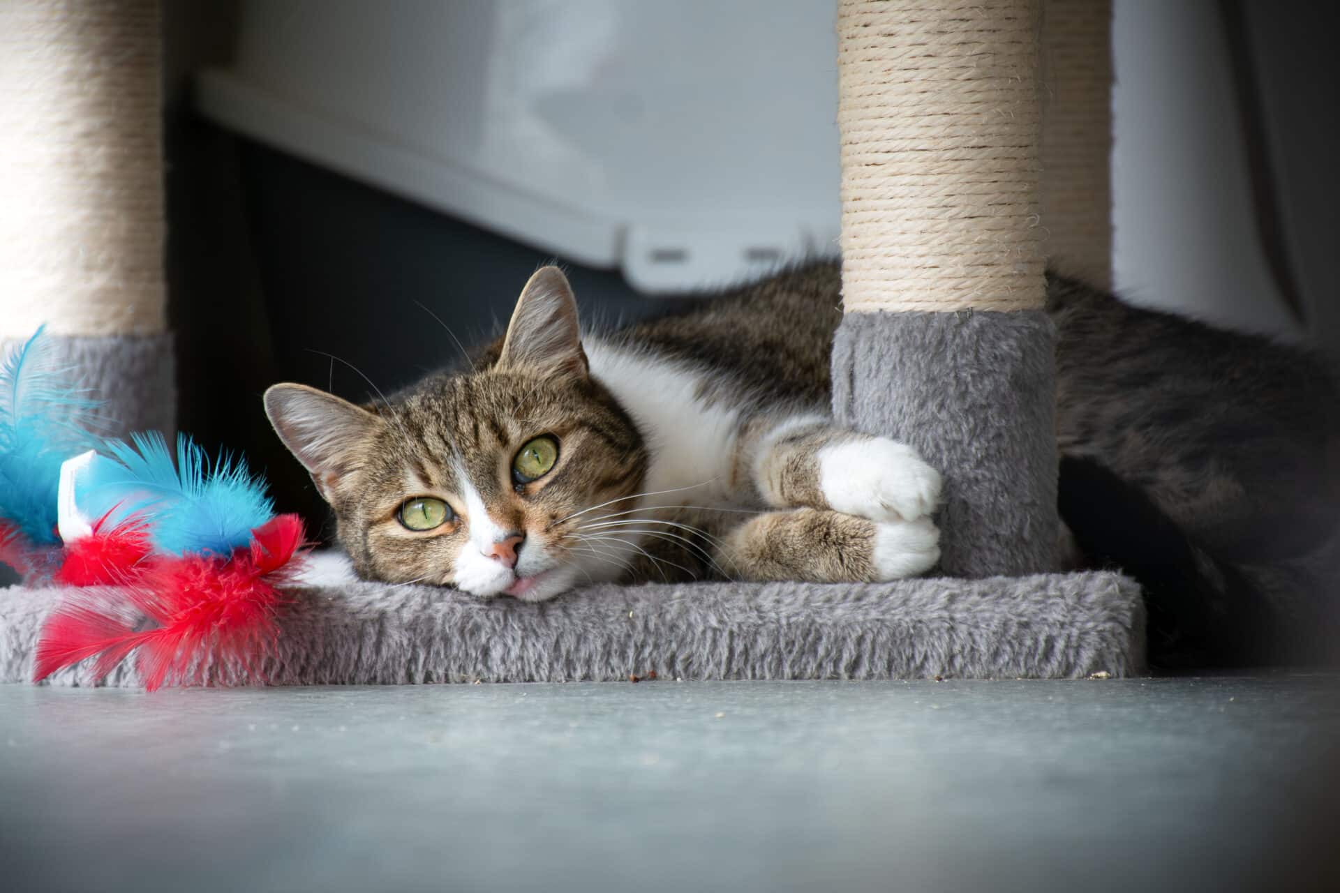 Anima Tierbestattung - Spenden: Anima unterstützt den Österreichischen Tierschutzverein