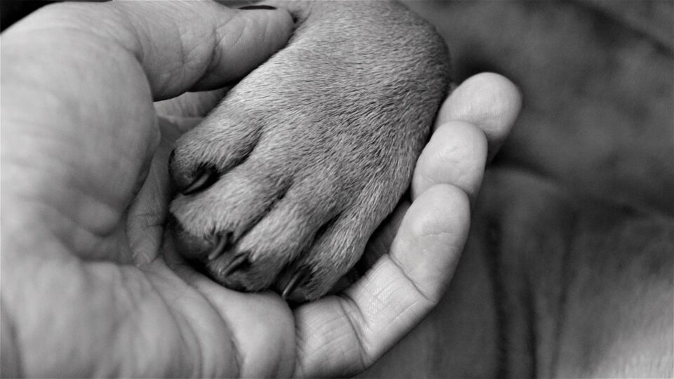 Anima Tierbestattung - Über uns: Philosophie