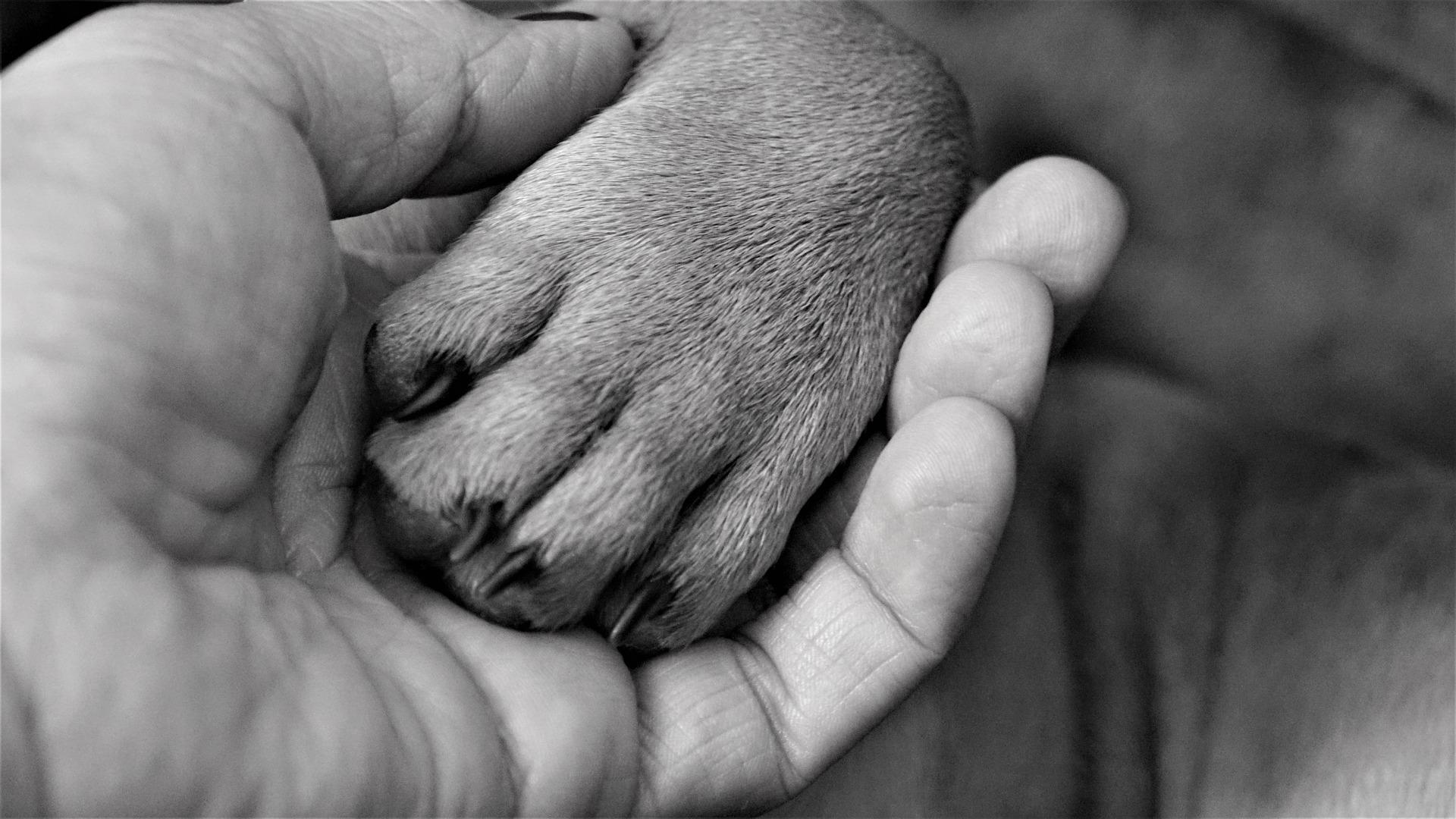 Anima Tierbestattung - Über uns: Philosophie