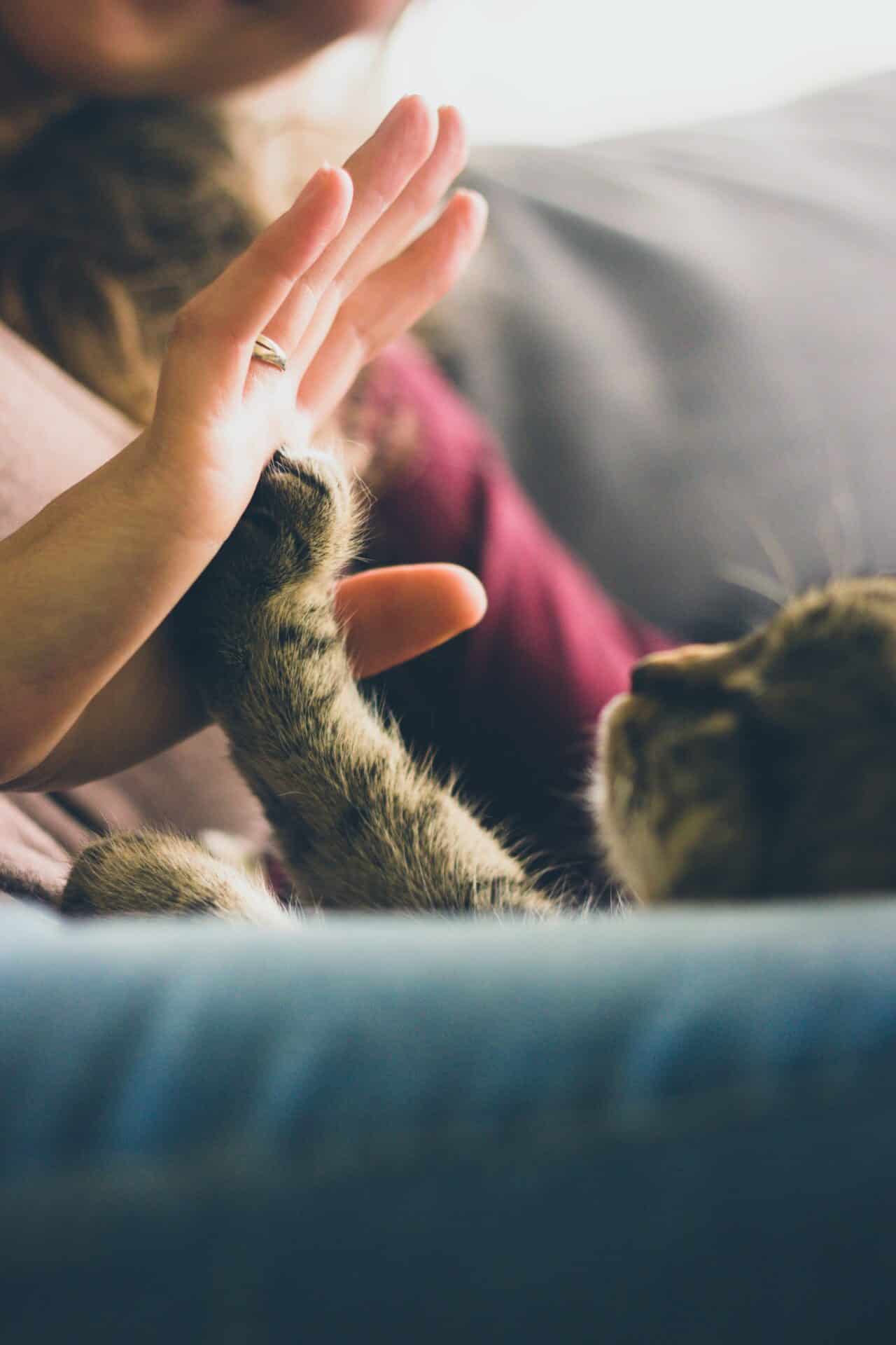 Anima Tierbestattung: Wir helfen Ihnen in dieser schwierigen Zeit