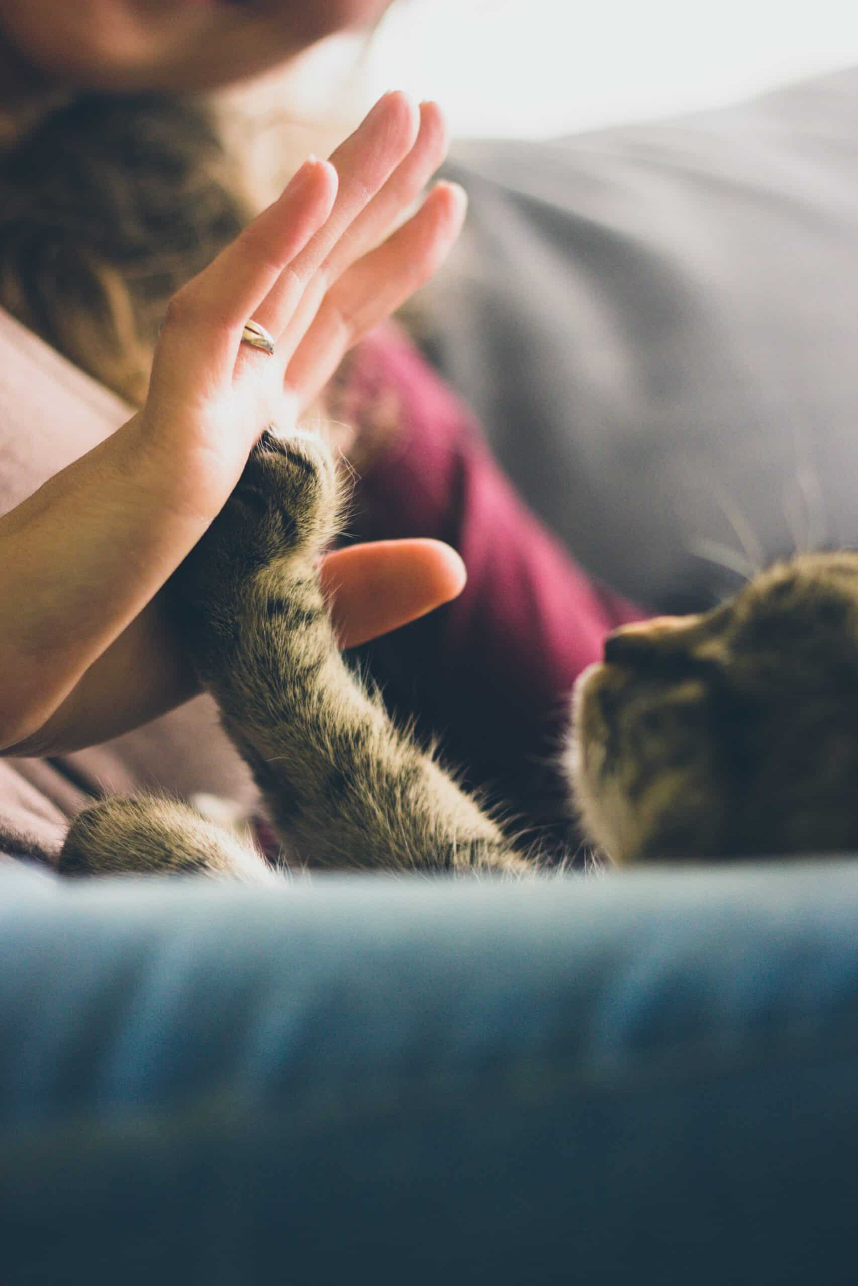 Anima Tierbestattung: Wir helfen Ihnen in dieser schwierigen Zeit